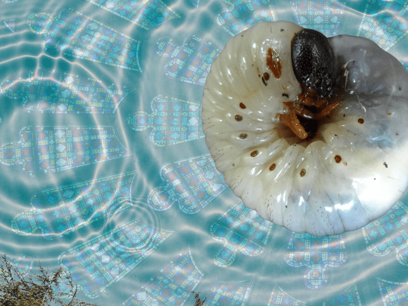 Poem: Where the Wild Things&nbsp;Are